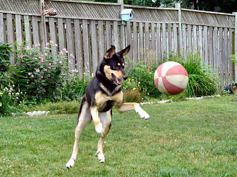 Tyra leaping for a ball